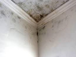 Why You Should Choose Our Mold Remediation Services in Lake Brownwood, TX