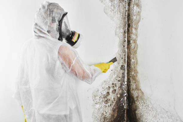 Best Environmental Consulting for Mold Prevention  in Lake Brownwood, TX